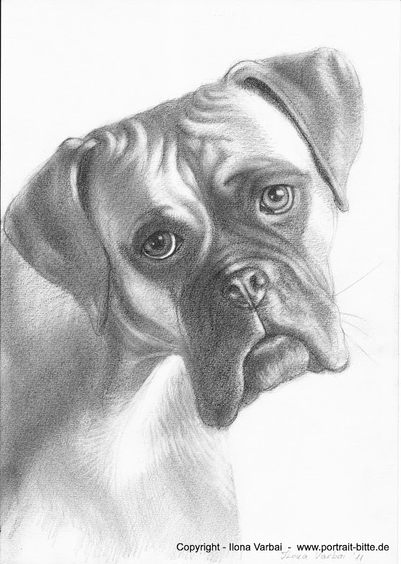 Portrait eines Boxers nach Foto